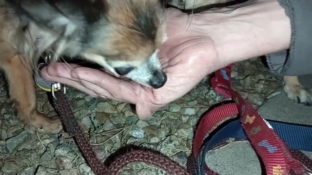 Ozzyta Villanova Paco; Ozzyta did business on walk Paco ate Jerry Treats Tender Strip Dog Snacks VID_20240708_210656149