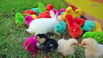 Colurful hen baby chiks