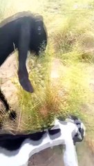 Animal food eating Give us milk