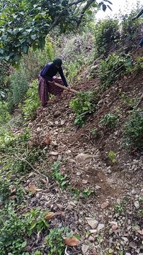 Hardworking women #pahadihardworking#hardwork