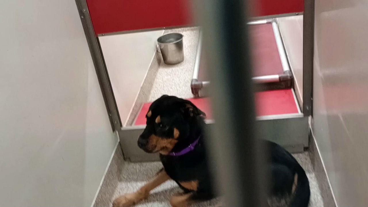 Yoaguai 4y A841969 Dobby 2y A816874 kennel 125 PACC shelter Dobby freaks but relaxes Yoaguai fine VID_20240707_133352270