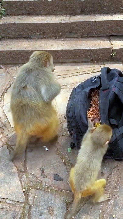 Monkey 