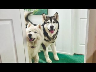 Woman Asks Malamute to Fetch Toilet Paper From Bedroom