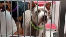 Yoaguai 4y A841969 Dobby 2y A816874 kennel 126 PACC shelter Yoaguai is welcoming Dobby fear fades VID_20240707_134314828
