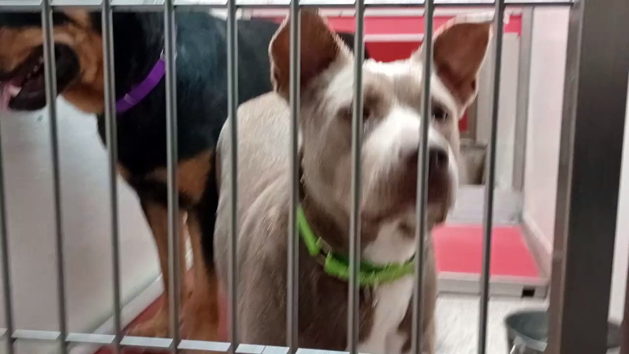 Yoaguai 4y A841969 Dobby 2y A816874 kennel 126 PACC shelter Yoaguai is welcoming Dobby fear fades VID_20240707_134314828