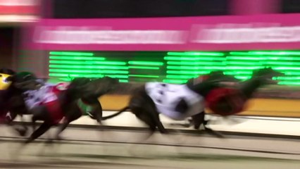 NSW greyhound racing in turmoil after damning report