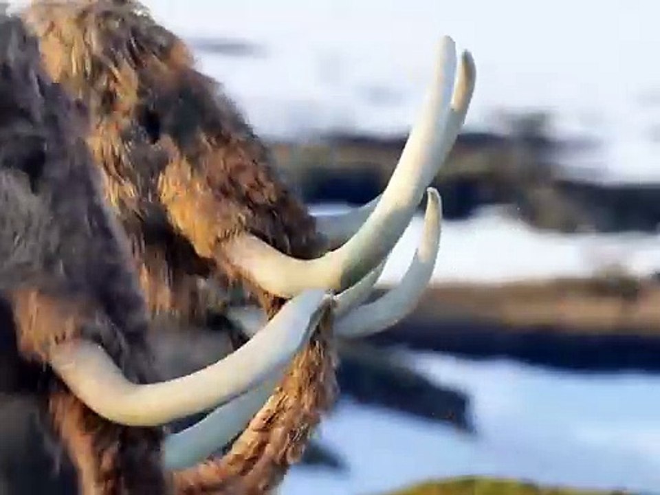 animals hunting elephant