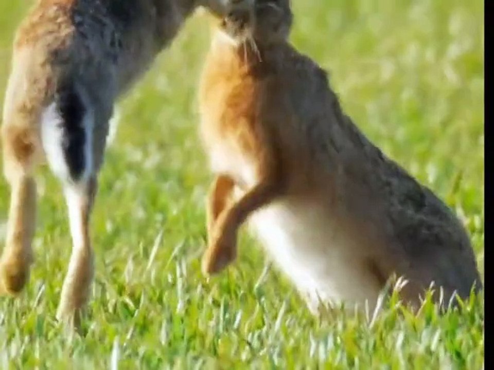 eagle catch rabbit very hardly hunting