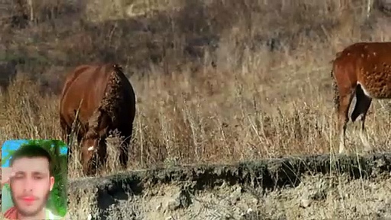 Morning Awakening: Animals Rising with the Sun"