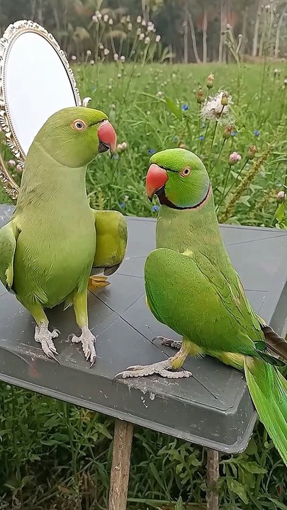 Parrot Love 