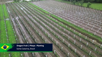 AGRI Developments - Dragon Fruit | Pitaya: 2024 Planting Update