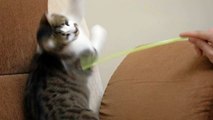 Watch Free Stock Video Of Pet Owner Playing With A Cute Cat