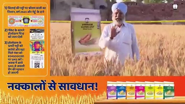 Shriram Super 272 Wheat Seeds: Achieving High Yield, Long Grains, and Robust Weight