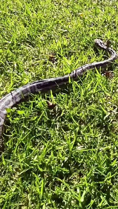 Byford the West Coast Caret Python 3
