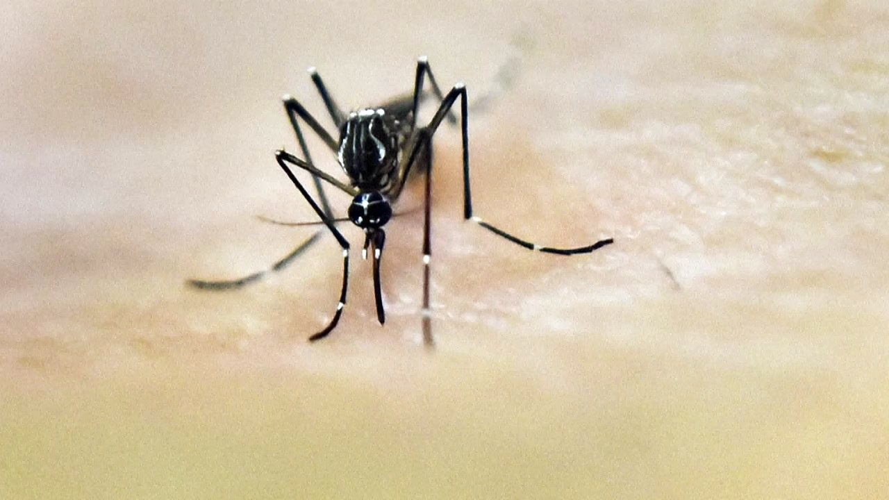 Mückenalarm: Atem und Schweiß ziehen Plagegeister an