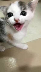 Editing Cat Voice And Small Boy || Very Funny Voice