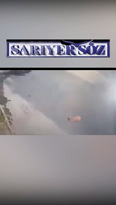 Cani sürücü uyuyan köpeği ezdi!