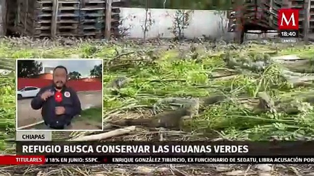 Conservación y crianza de la iguana verde en el santuario de Arriaga, Chiapas