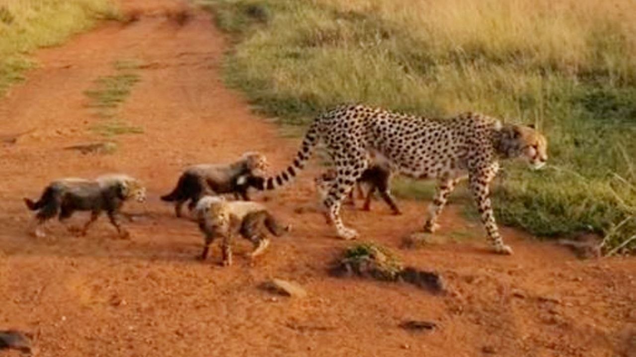 Fotograf hat seltene Begegnung mit Gepardenjungen