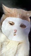 He_knows_how_to_look_in_the_camera_but_the_cat_is_shyohhh_cute_pet_#pet_#petlovers_#cat_#catlover_#dog_#dogsofinstagram