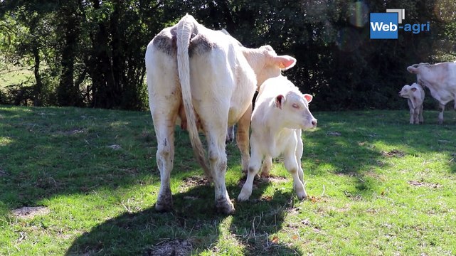 Relation Homme/animal : un travail de tous les jours pour plus de bien-être