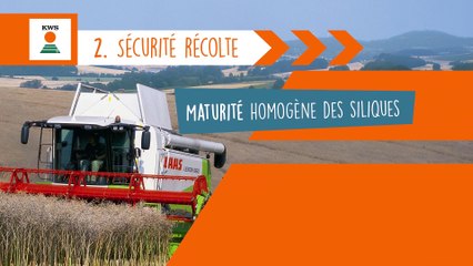 ATAWAC, les clés de la recherche colza KWS