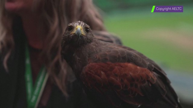 MEDVEDEV será el RIVAL de ALCARAZ en SEMIFINALES de WIMBLEDON