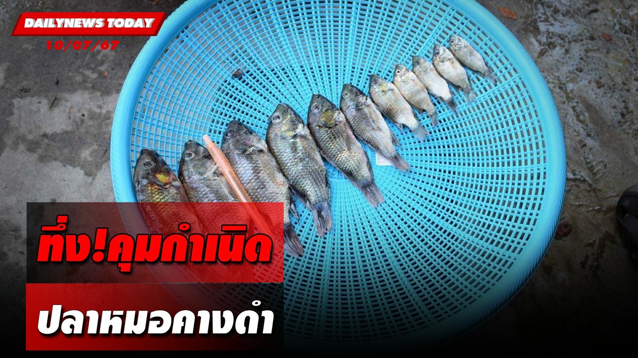 ทึ่ง!คุมกำเนิด ปลาหมอคางดำ | DAILYNEWSTODAY 10/07/67