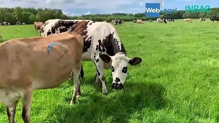 Des vêlages groupés calés sur la pousse de l'herbe