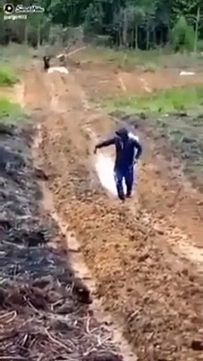 proses penyemprotan pupuk organik