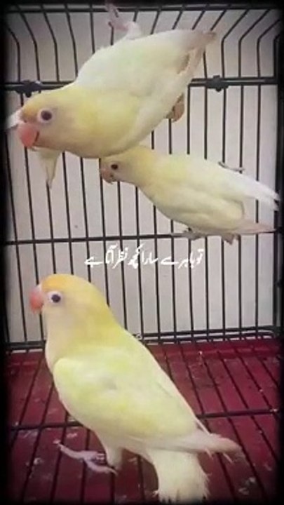 Birds 10.7.24