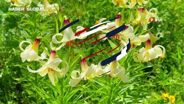 Koruma altındaki çiçeği koparana rekor ceza: Tam 387 bin 141 lira