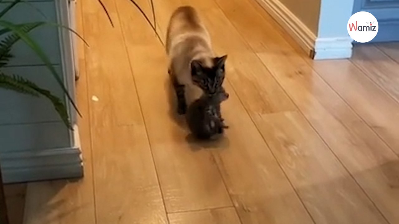 Katze will ihre Ruhe vor den Kitten: Unglaublich, wo sie die Kleinen hinbringt!