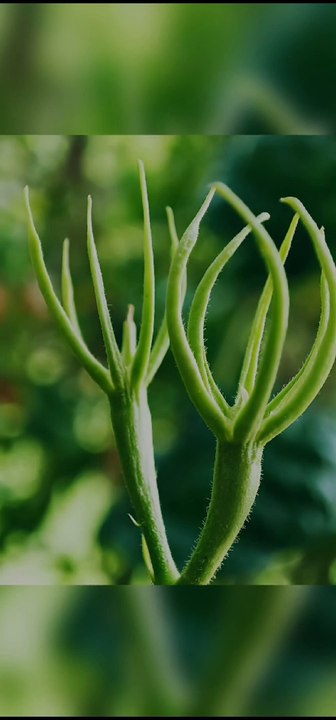 "After the Rain: Capturing Nature's Beauty"