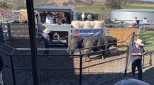 Two bulls sell for $22,000 and $20,000 in Tamworth | The Land