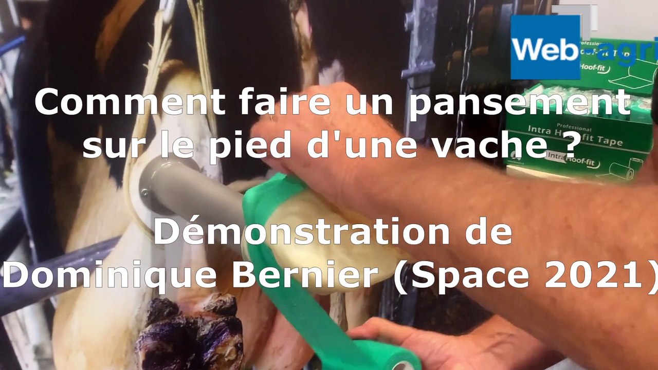 Réaliser un pansement sur le pied d'une vache