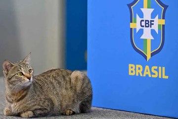 لعنة "قطة المونديال" تلاحق منتخب البرازيل
