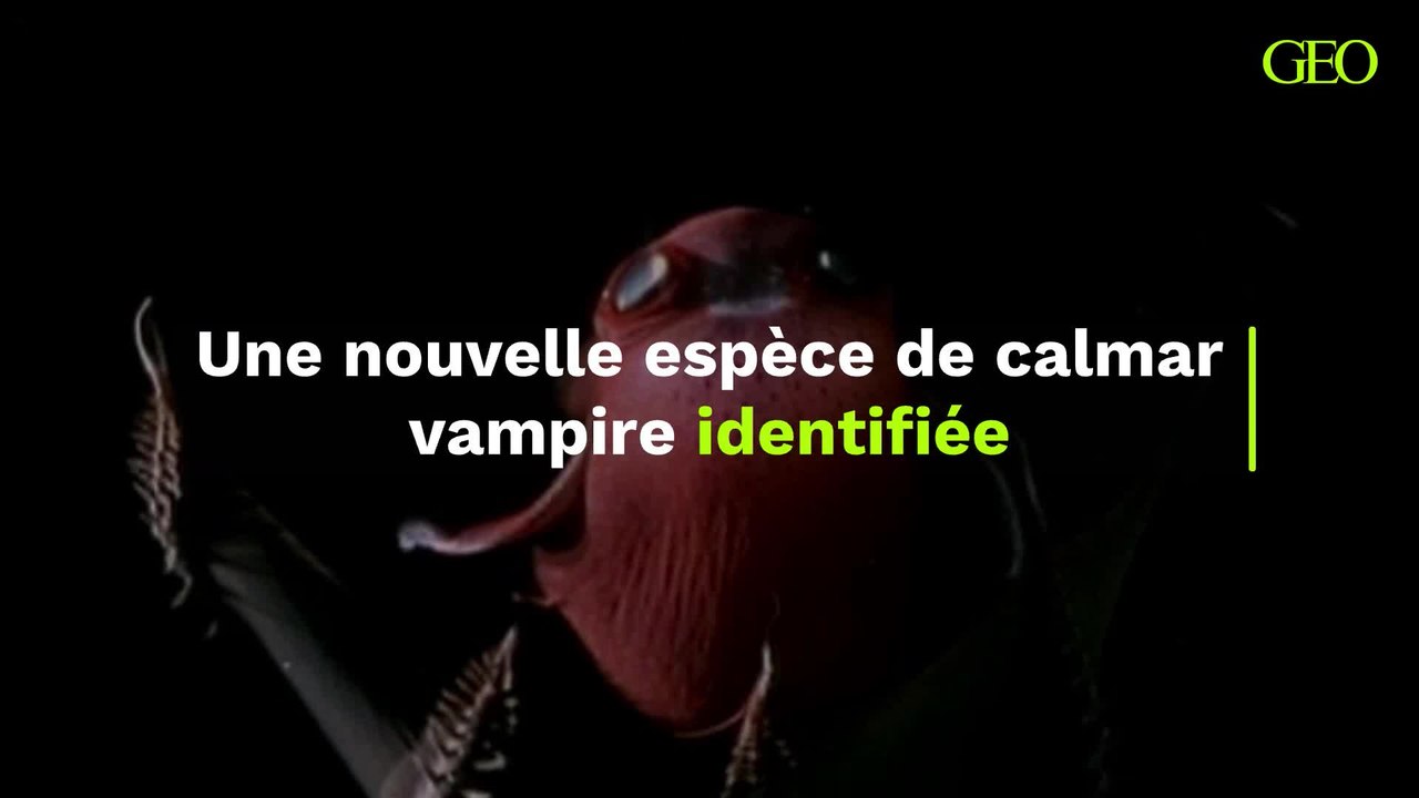 Une nouvelle espèce de calmar vampire identifiée