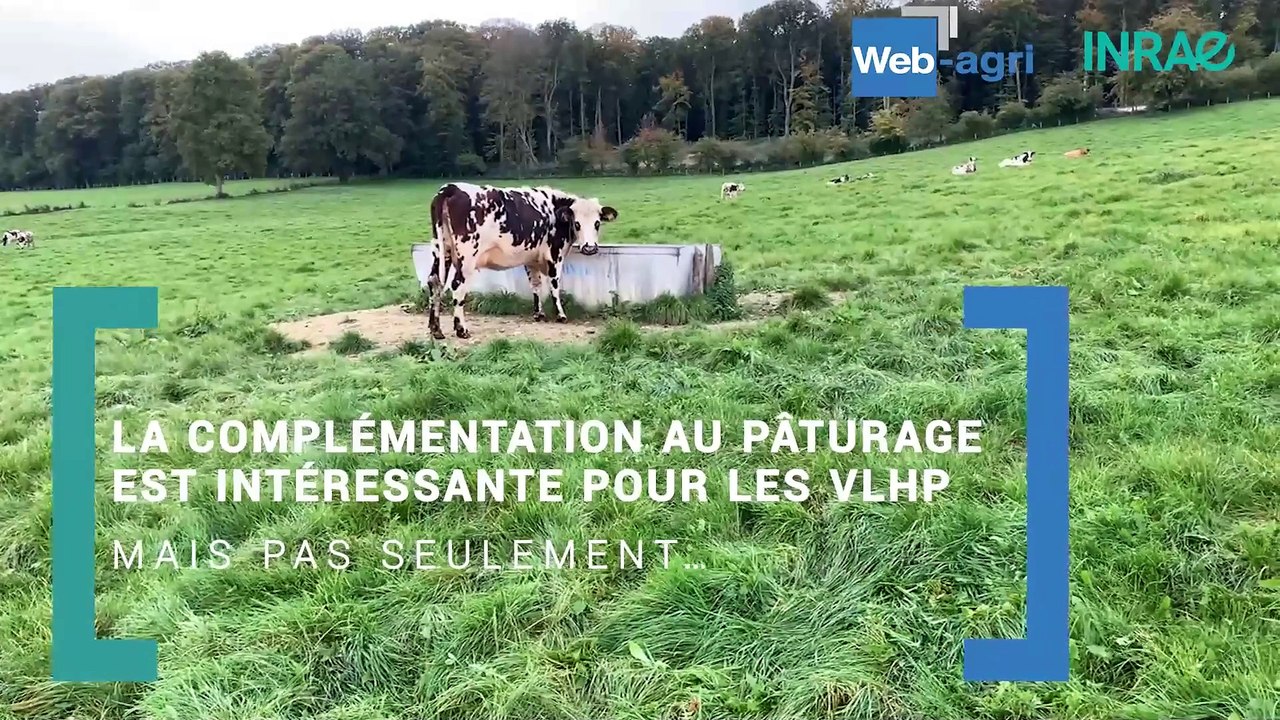 Quelle complémentation pour des vaches laitières au pâturage ?