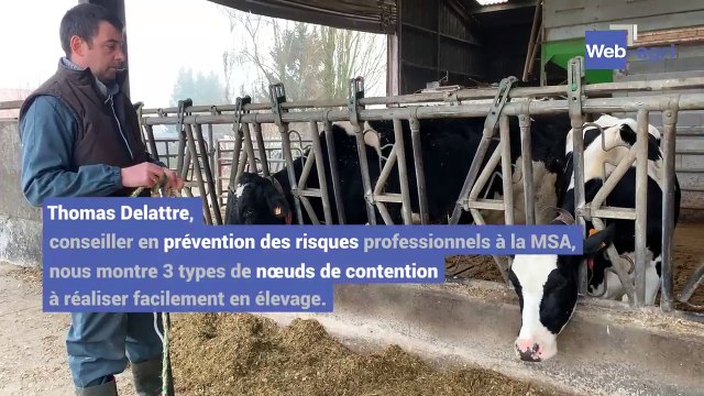 Apprenez en vidéo à faire des nœuds de licol