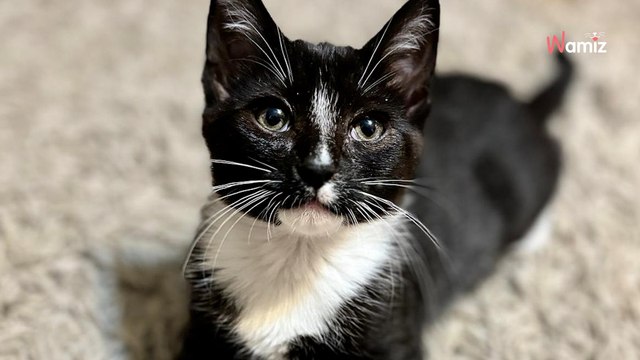 Trouvée dans la rue, cette chatte aveugle a réussi à prendre une revanche sur la vie