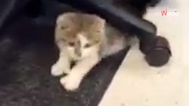 Kätzchen gerettet: Doch als es aufsteht, merken alle, dass es etwas Besonderes ist