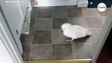 Papuga narzeka na kota w rozmowie z opiekunem: 5 mln osób płacze ze śmiechu (video)