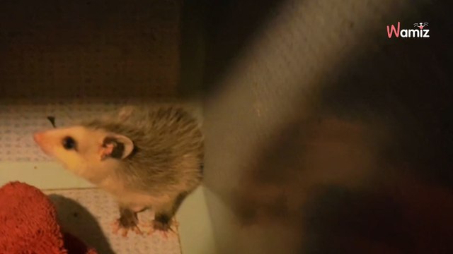 Kot trafia do domu tymczasowego. Okazuje się, że w jego klatce ukryło się inne, niezwykłe zwierzątko