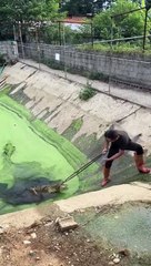 How dangerous is it to catch a crocodile and take it away