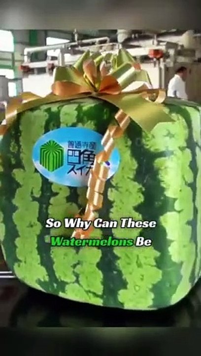 Why are japanese watermelon square shaped?