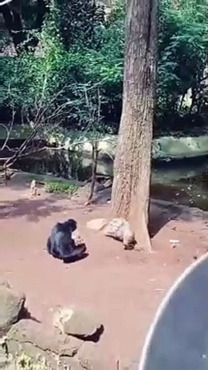 Funny video