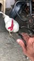 Angry Young Rooster plays