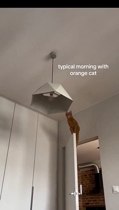 Ne yaptın kedicik...