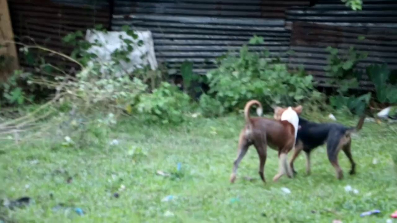 Dogs enjoying playing